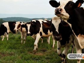 گاوهای شیری پس از استفاده از هدست واقعیت مجازی، شیر بیشتری تولید کردند.