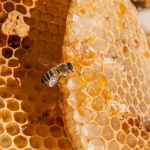 زنبورها چگونه عسل تولید می‌کنند