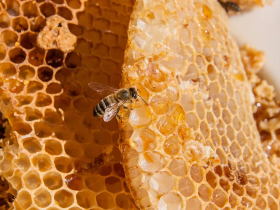 زنبورها چگونه عسل تولید می‌کنند