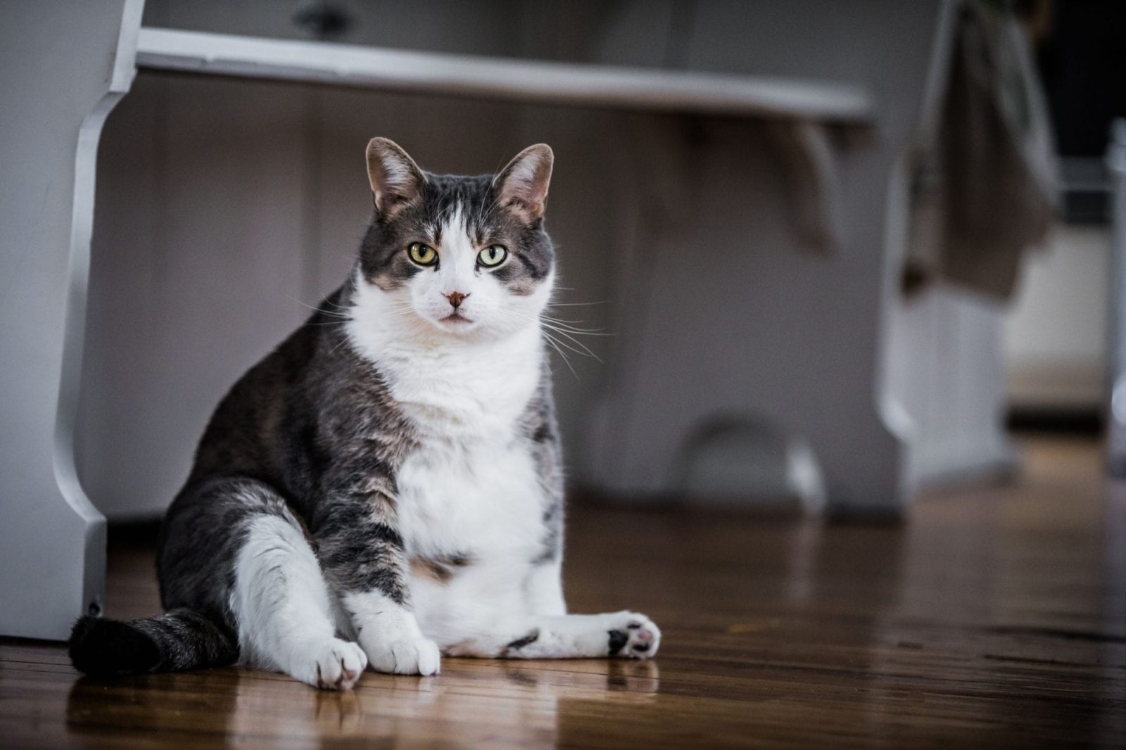 اضافه وزن، چاقی و درد در گربه ها
