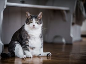 اضافه وزن، چاقی و درد در گربه ها