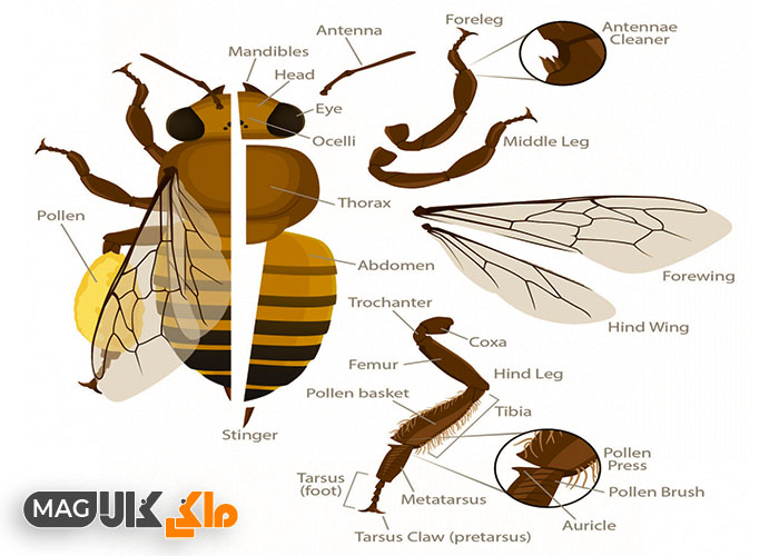 آناتومی زنبور عسل