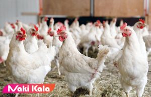 تاثیر افزایش دفعات خوراک دهی بر عملکرد تولیدی مرغ های مادر گوشتی