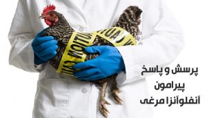 پرسش پاسخ پیرامون آنفولانزا مرغی