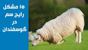 10 مشکل رایج سم در گوسفندان